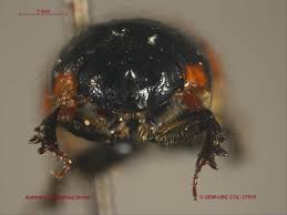 Attēlu rezultāti vaicājumam “Aphodius subterraneus imago”