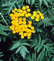 Image result for Tanacetum vulgare