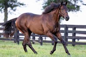 Image result for Bletchingly Badminton Club