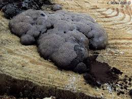 Attēlu rezultāti vaicājumam “Amaurochaete atra”