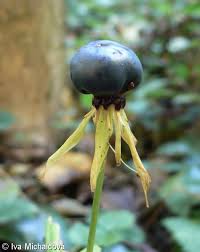 Attēlu rezultāti vaicājumam “Paris quadrifolia fruit”