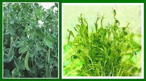 Attēlu rezultāti vaicājumam “Pisum sativum leaf”