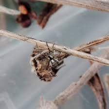 Attēlu rezultāti vaicājumam “Phylloneta sp.”