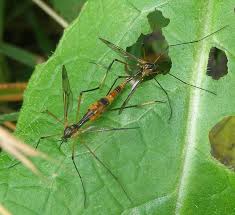 Attēlu rezultāti vaicājumam “Ptychoptera sp.”