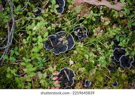 Attēlu rezultāti vaicājumam “Phellodon niger”