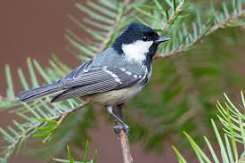 Attēlu rezultāti vaicājumam “Periparus ater adult”