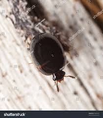 Attēlu rezultāti vaicājumam “Leiodidae”