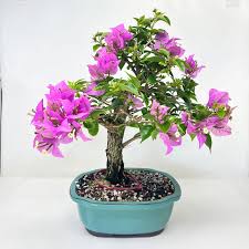 Image result for bougainvillea