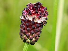 Image result for Sanguisorba officinalis
