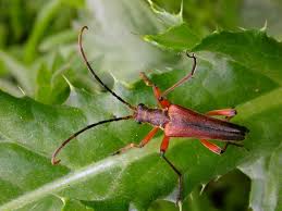 Attēlu rezultāti vaicājumam “Stenocorus meridianus”