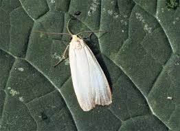 Attēlu rezultāti vaicājumam “Eilema depressa”