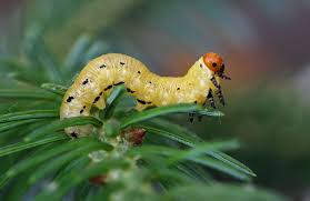 Attēlu rezultāti vaicājumam “Diprion pini male”