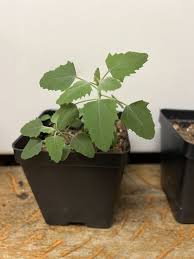 Attēlu rezultāti vaicājumam “Lamproderma nigrescens young”