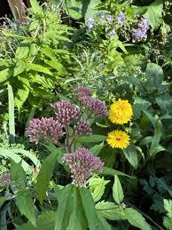 Attēlu rezultāti vaicājumam “Eupatorium cannabinum bud”