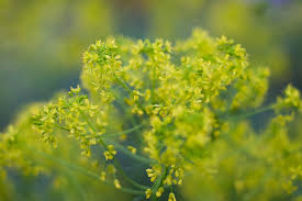 Image result for Isatis tinctoria