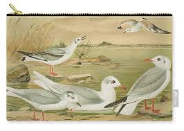 Attēlu rezultāti vaicājumam “Larus minutus”