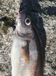 Image result for Melanogrammus aeglefinus