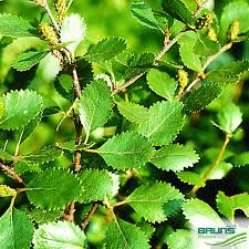 Attēlu rezultāti vaicājumam “Betula humilis fruit”