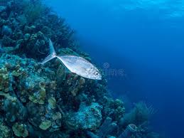 Image result for Caranx ruber