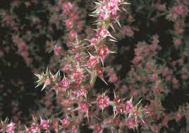 Attēlu rezultāti vaicājumam “Salsola kali”