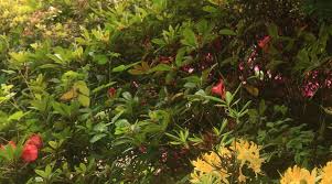 Image result for Belle Vue Castle Bowls Club