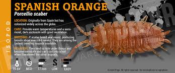 Attēlu rezultāti vaicājumam “Porcellio scaber”