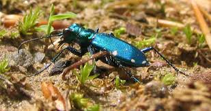 Attēlu rezultāti vaicājumam “Cicindela maritima”