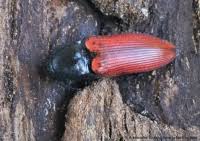 Attēlu rezultāti vaicājumam “Ampedus sanguineus”