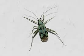 Attēlu rezultāti vaicājumam “Phytocoris tiliae imago”