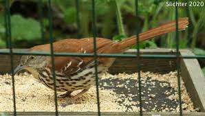 Image result for Toxostoma rufum