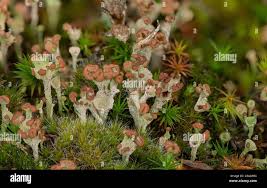 Attēlu rezultāti vaicājumam “Cladonia ramulosa”