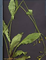 Attēlu rezultāti vaicājumam “Crepis paludosa leaf”