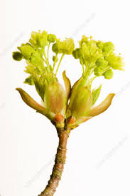 Attēlu rezultāti vaicājumam “Acer platanoides bud”