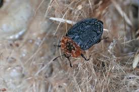 Attēlu rezultāti vaicājumam “Oiceoptoma thoracicum”