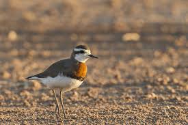 Image result for Charadrius asiaticus