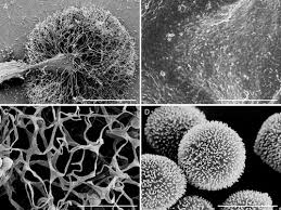 Attēlu rezultāti vaicājumam “Lamproderma ovoideum spores”