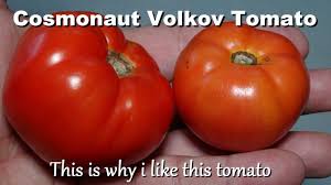 Afbeeldingsresultaat voor kosmonaut volkov 68D tomato