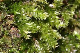 Attēlu rezultāti vaicājumam “Plagiothecium nemorale”