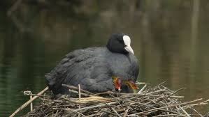Attēlu rezultāti vaicājumam “Fulica atra nest”