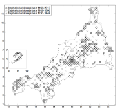 Attēlu rezultāti vaicājumam “Cephalozia loitlesbergeri”