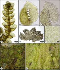 Attēlu rezultāti vaicājumam “Jungermannia hyalina cells”