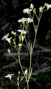 Image result for Gypsophila elegans