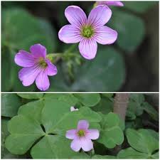 Attēlu rezultāti vaicājumam “Oxalis acetosella fruit”