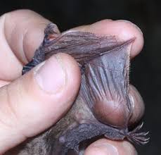 Attēlu rezultāti vaicājumam “Myotis nattereri”