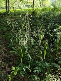 Attēlu rezultāti vaicājumam “Milium effusum”