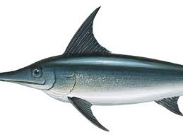 Image result for Xiphias gladius