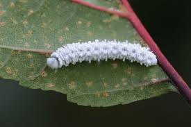 Attēlu rezultāti vaicājumam “Eriocampa ovata”