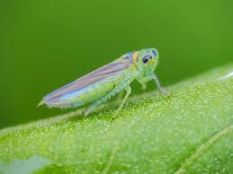 Attēlu rezultāti vaicājumam “Cicadella viridis”