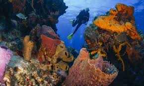 Resultado de imagen para cozumel dive