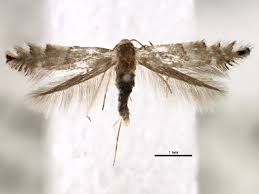 Attēlu rezultāti vaicājumam “Phyllonorycter sp.”